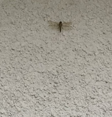 Perithemis tenera