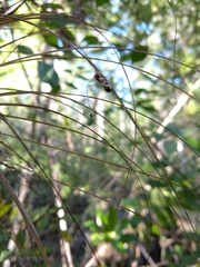 Ophiocordyceps camponoti-floridani