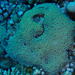 Head Coral - Photo (c) Mike G. Rutherford, some rights reserved (CC BY-NC), uploaded by Mike G. Rutherford