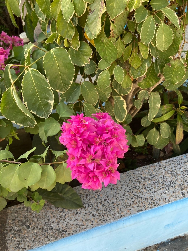 bougainvilleas from Fluvial Vallarta, Puerto Vallarta, Jal., México on ...