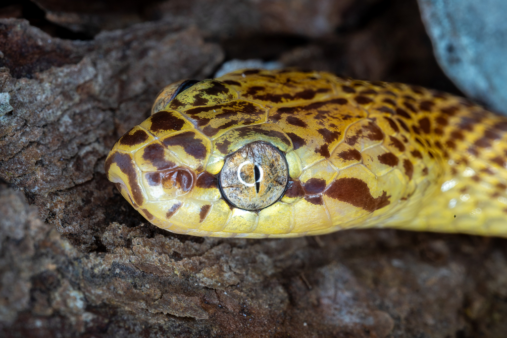 Northern Marbled Nocturnal Tree Snake