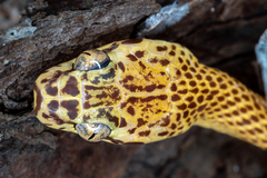 Northern Marbled Nocturnal Tree Snake photo 2