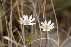 Anemone okennonii
