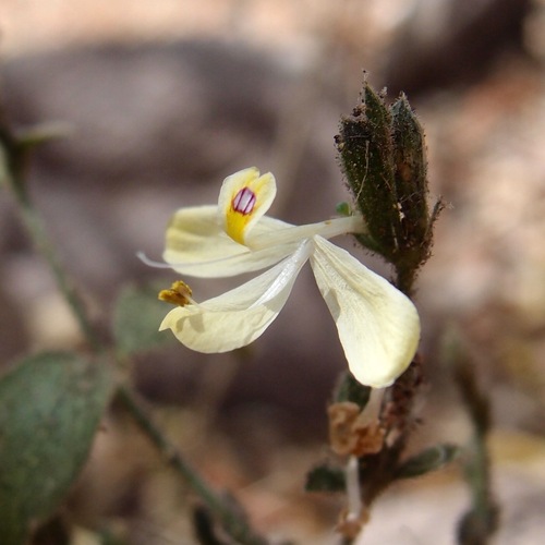Image of Henrya insularis by (c) Sue Carnahan, some rights reserved (CC BY)