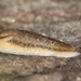 Arion fasciatus - Photo (c) Owen Strickland, alguns direitos reservados (CC BY), uploaded by Owen Strickland