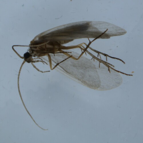 Tinodes rostocki