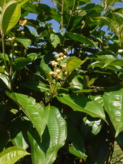 Miconia subhirsuta
