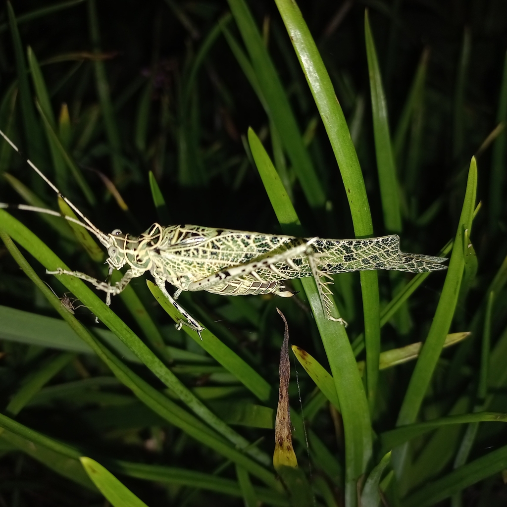 Machima phyllacantha