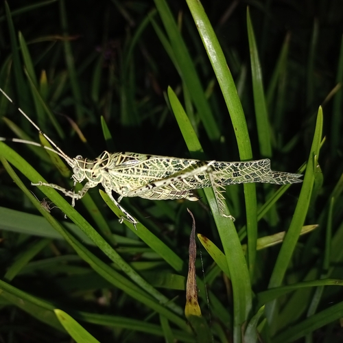 Machima phyllacantha