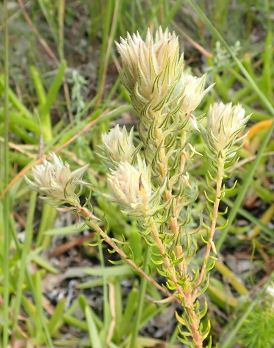 Image of Phylica dodii by (c) Nicola van Berkel, some rights reserved (CC BY-SA)