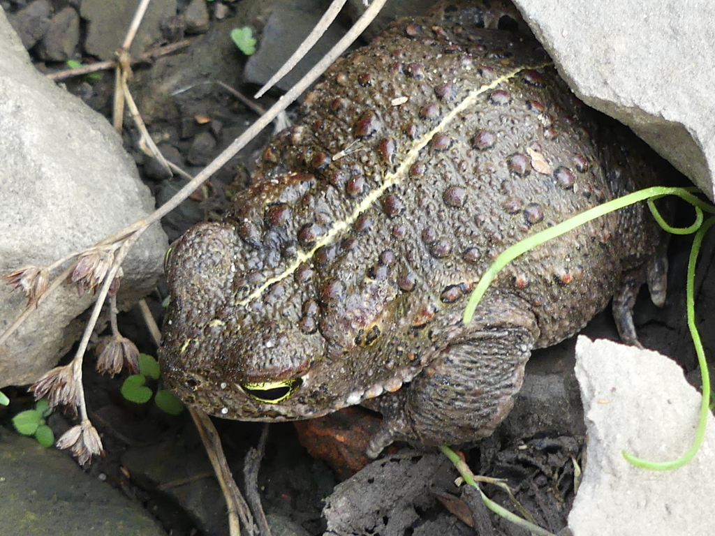 natterjack-toad-from-31683-obernkirchen-deutschland-on-august-30-2019