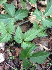 Cardamine diphylla