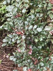 Berberis japonica