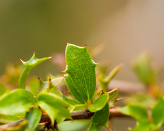 Berberis actinacantha