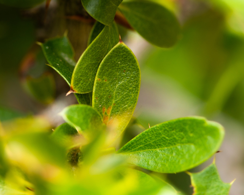 Berberis actinacantha, photograph 1