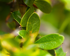 Berberis actinacantha, photograph Nicolás Villaseca Merino, CC BY-SA, iNaturalist via GBIF