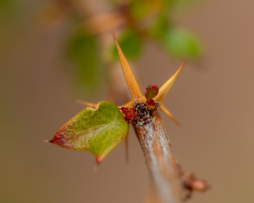 Berberis actinacantha, photograph 2