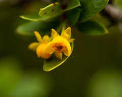 Berberis actinacantha, photograph Nicolás Villaseca Merino, CC BY-SA, iNaturalist via GBIF