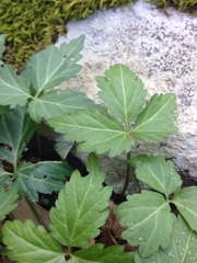 Cardamine diphylla