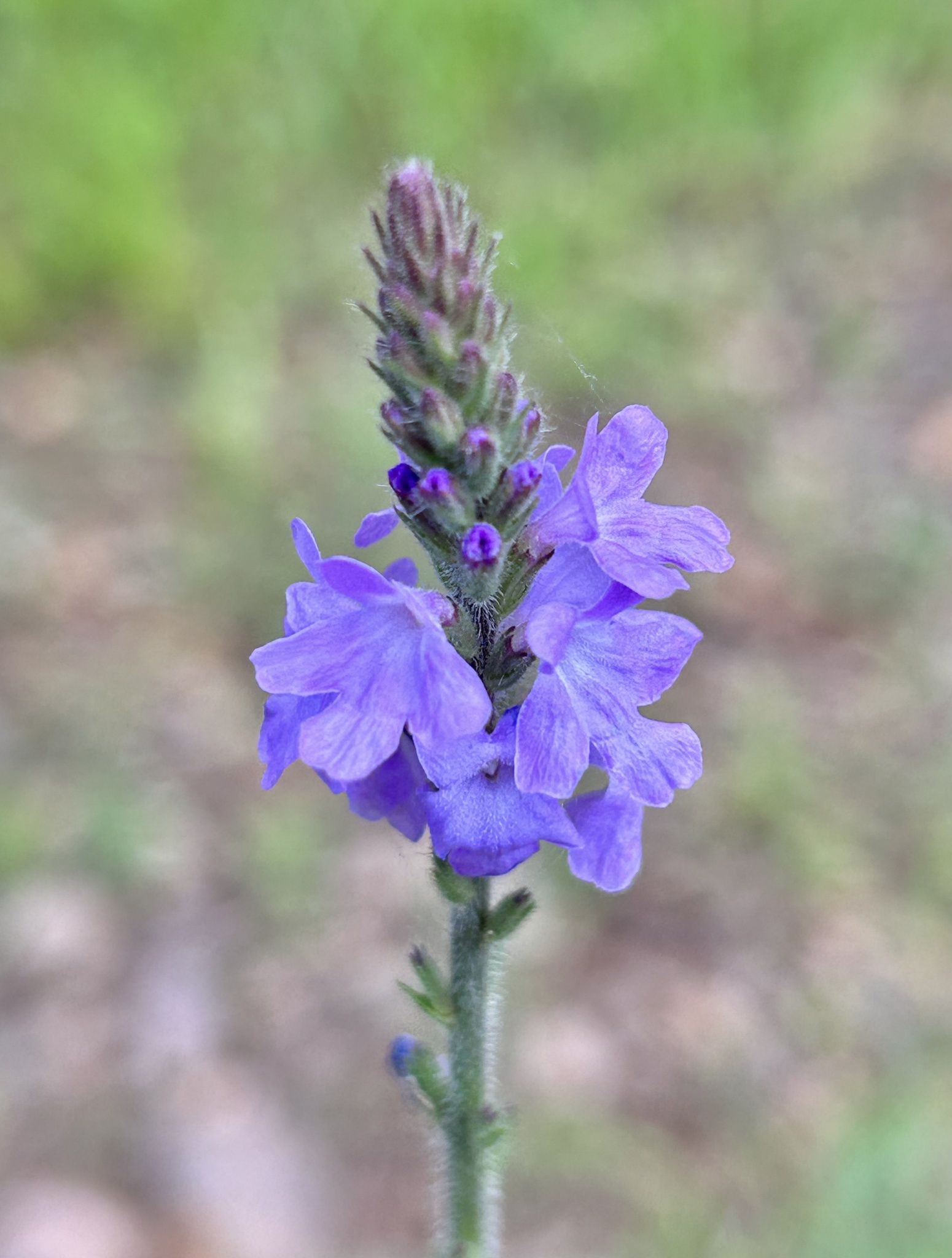 Verbena pinetorum