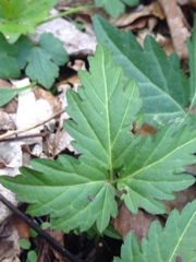 Cardamine diphylla