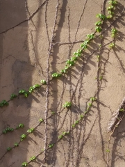 Parthenocissus quinquefolia