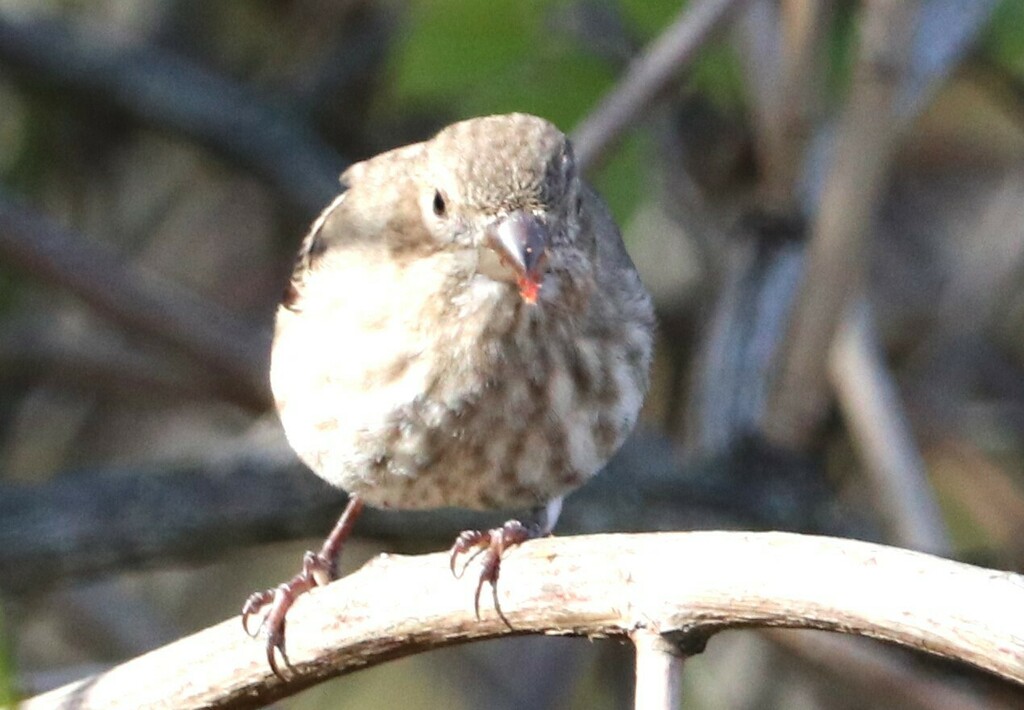 House Finch from Second Woods Park, St. Catharines, ON, Canada on