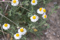 Aphanostephus ramosissimus