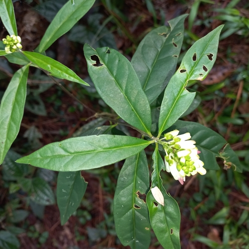 Caamembeca salicifolia (Caamembeca salicifolia)