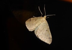 Mnesictena flavidalis