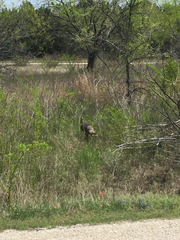Meleagris gallopavo intermedia
