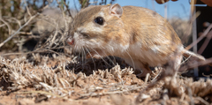 Dipodomys merriami