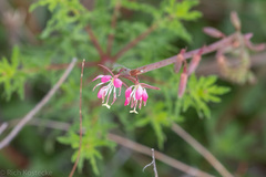 Oenothera mckelveyae