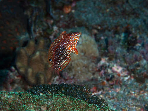 Ornate leopard wrasse (Macropharyngodon ornatus) — Labridae — 5