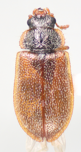 Pale Bark-gnawing Beetle