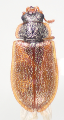 Eronyxa pallida