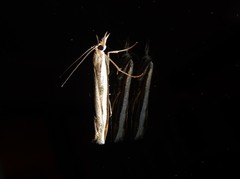 Orocrambus flexuosellus