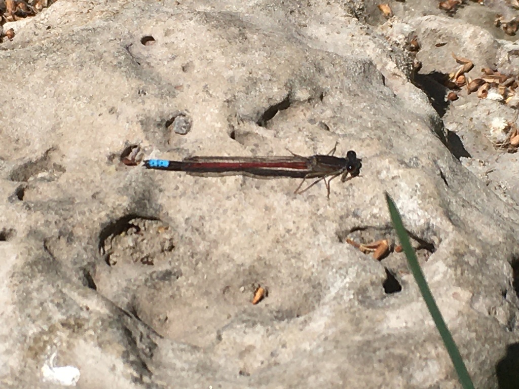 Oxyagrion hempeli
