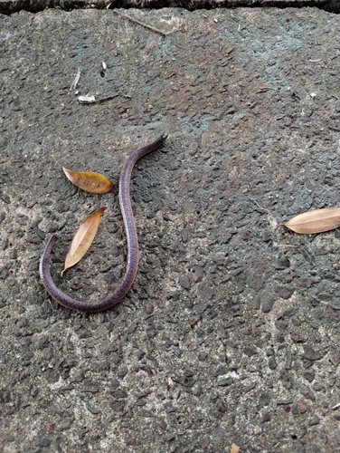Paraguayan Tellurian Snake
