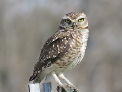 Athene cunicularia