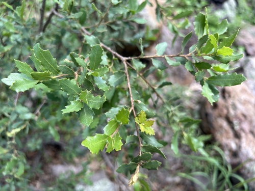 Canyon White Oak