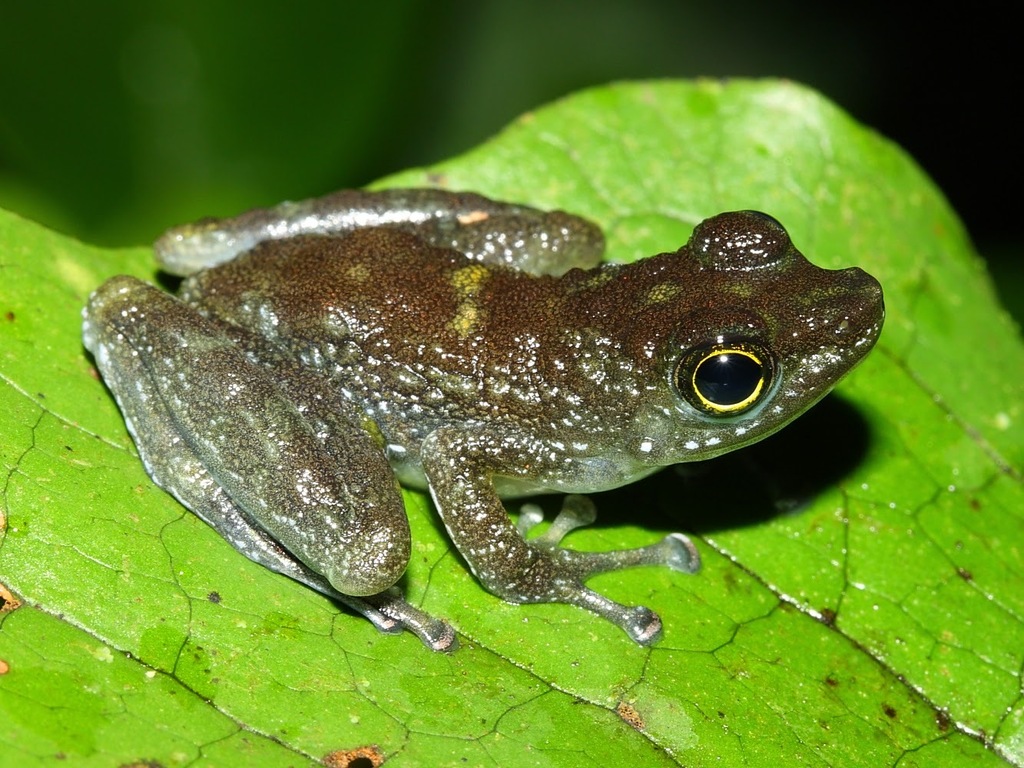 Bornean Rock Frog