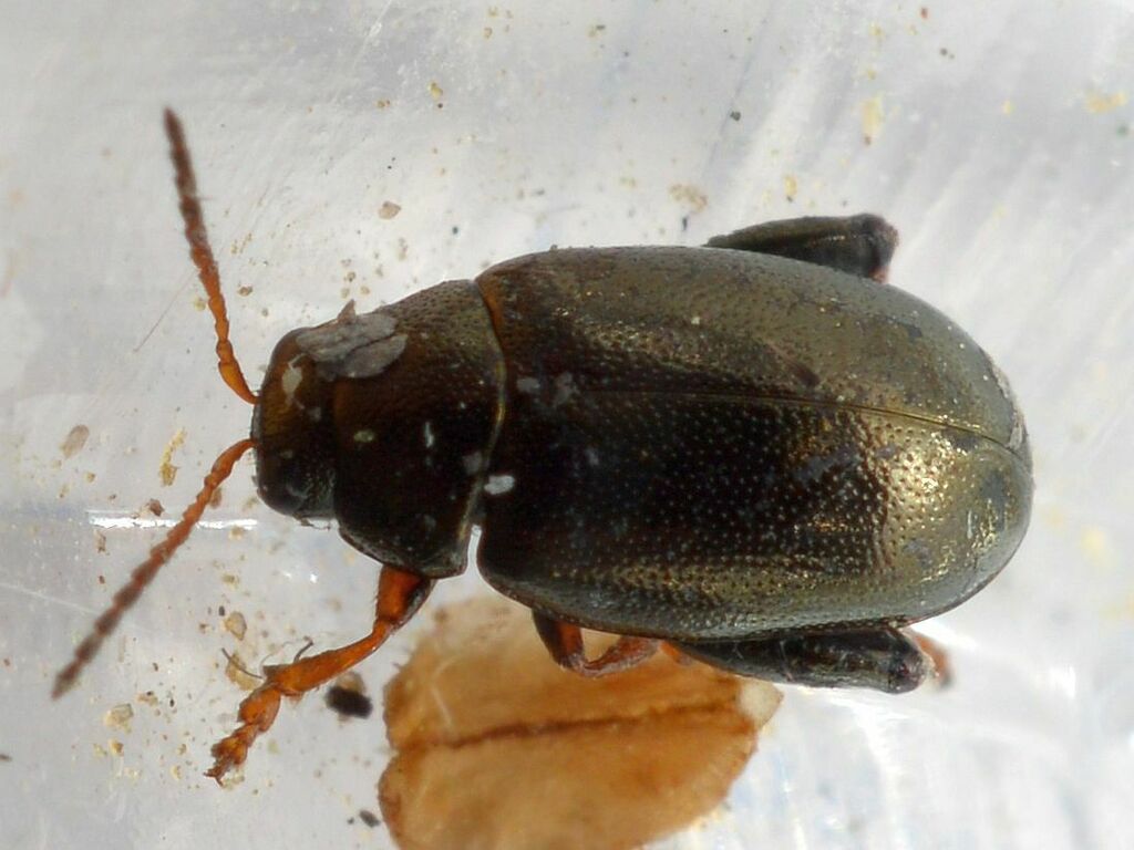 Dibolia femoralis