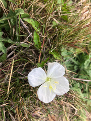 Oenothera kunthiana