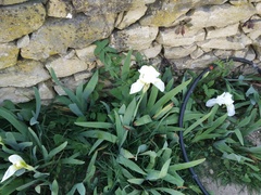 Iris albicans