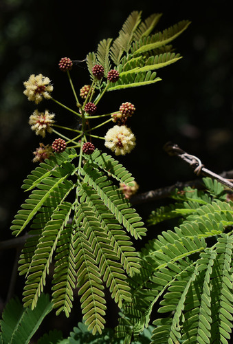 Senegalia albizioides, 2023-10-16