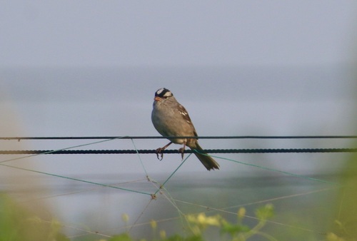 White-crowned Sparrow photographed in Florida