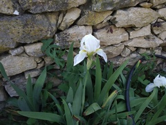 Iris albicans