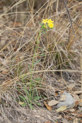 Lithospermum mirabile