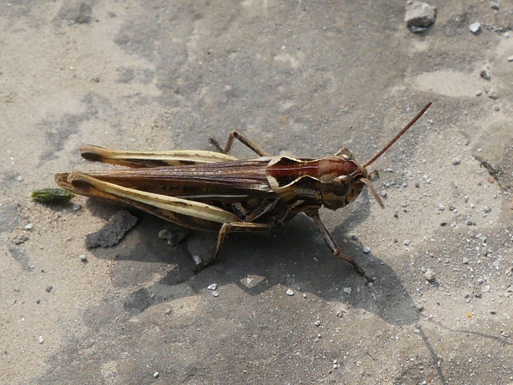 glyptobothrus-from-31683-obernkirchen-deutschland-on-august-30-2019